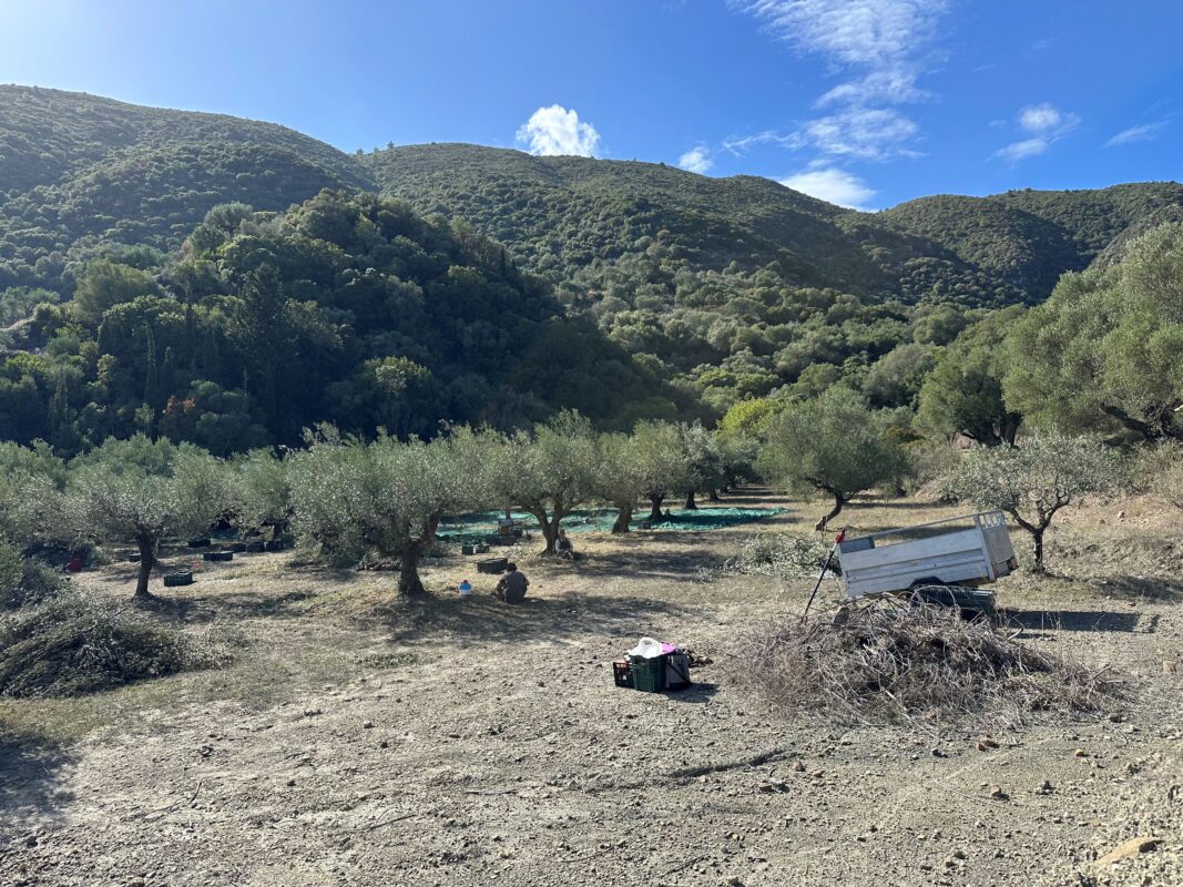 Εργασίες στον ελαιώνα του Από Καρδιάς στη Μεσσηνία, κατά την περίοδο της ελαιοσυγκομιδής.